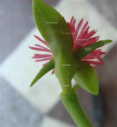  Flower showing hypanthium and calyx lobes